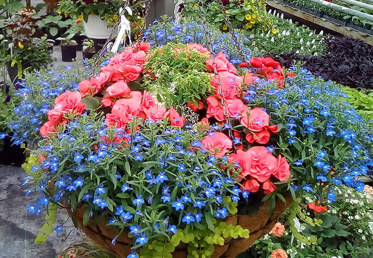 wells greenhouses and landscape greenhouse